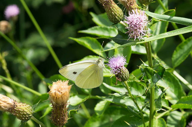 Large white butterfly (2)
