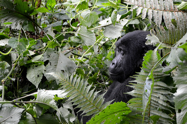 Uganda, Bwindi Forest, Portrait of a Gorilla in the Thicket of the Jungle