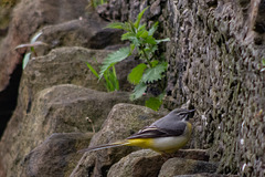 Grey Wagtail side view-5527