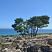Rhodes, Remains of Ancient Kamiros Overlooking the Aegean Sea