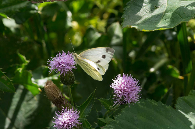 Large white butterfly (3)