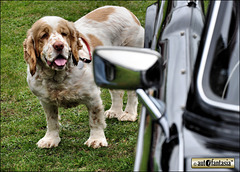 Dogs At Car Shows ...