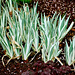 Iris pallida albo variegata
