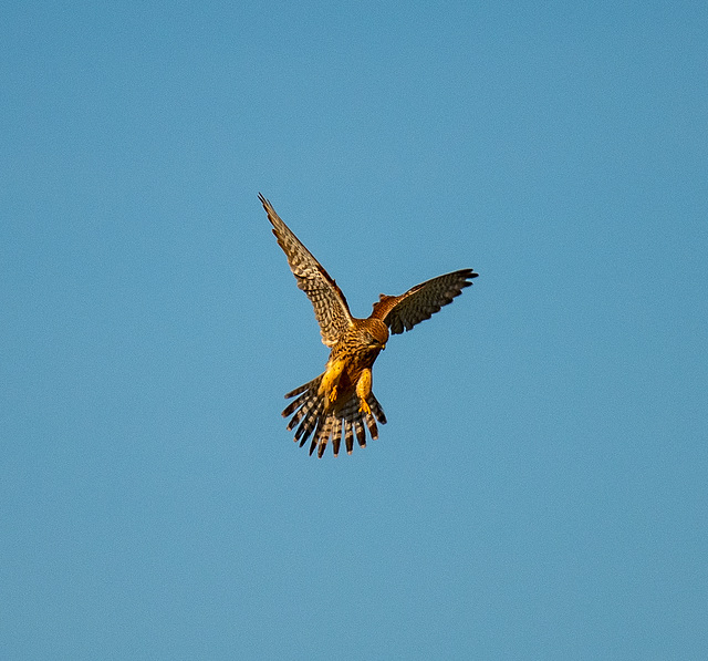 A kestrel hovering at Burton Wetlands.