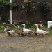 our geese with goslings