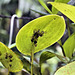 Orchids in the Wild – Rainforest Adventures Costa Rica Atlantic, Guápiles, Limón Province, Costa Rica