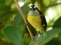 Bananaquit, Asa Wright, Trinidad