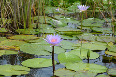 Uganda, Two Lotuses on the Wetlands of Mabamba