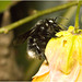 IMG 0390 Bee