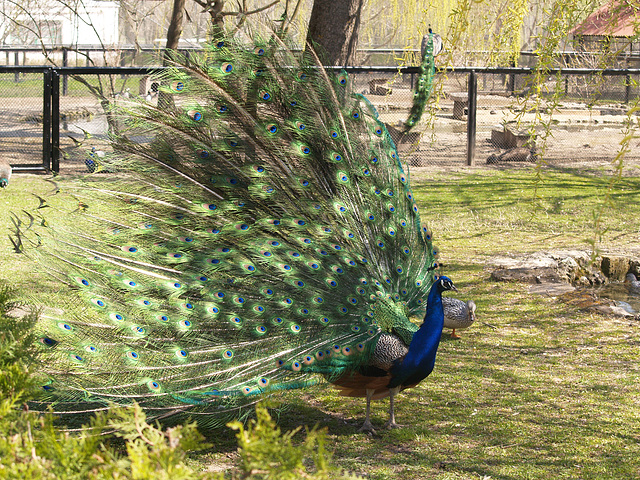Павлин / Peacock
