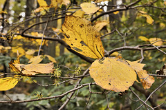 Autumn Leaf Study #1 – Cunningham Falls State Park, Thurmont, Maryland