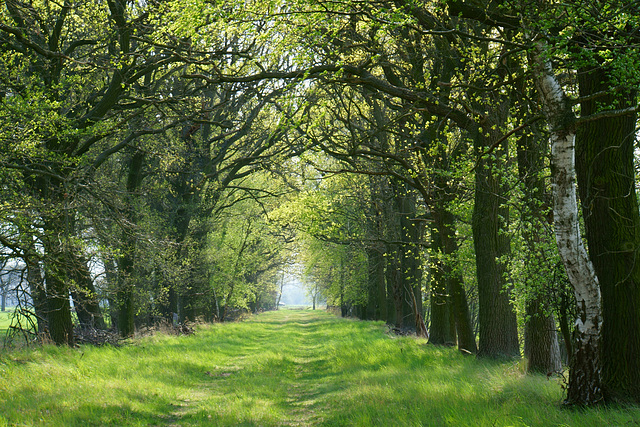 Allee im Nirgendwo