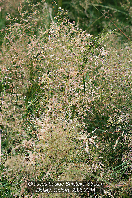 Grasses Botley 23 6 2014