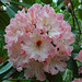 Pink Rhododendron