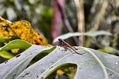 Gecko – Rainforest Adventures Costa Rica Atlantic, Guápiles, Limón Province, Costa Rica