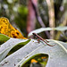 Gecko – Rainforest Adventures Costa Rica Atlantic, Guápiles, Limón Province, Costa Rica