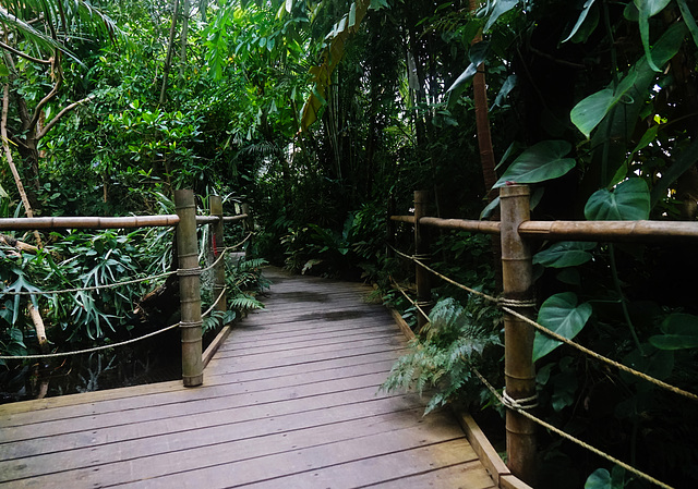 Ein Ausflug in den Dschungel - A trip into the jungle - HFF