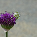 Green Striped Butterfly on Allium