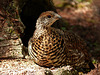 Young Spruce Grouse