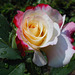 Rose panachée