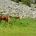 Bulgaria, Pirin Mountains, Horses in the Pasture