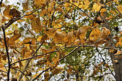 Autumn Leaf Study #2 – Cunningham Falls State Park, Thurmont, Maryland