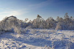 Arbres couverts de glace près de Moscou - Ледяной лес