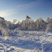 Arbres couverts de glace près de Moscou - Ледяной лес