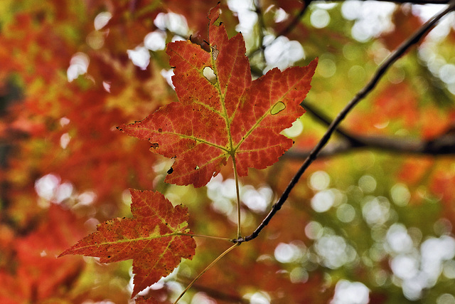 Autumn Leaf Study #3 – Cunningham Falls State Park, Thurmont, Maryland