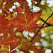 Autumn Leaf Study #3 – Cunningham Falls State Park, Thurmont, Maryland
