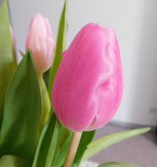 Tulipes************