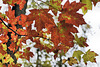 Autumn Leaf Study #4 – Cunningham Falls State Park, Thurmont, Maryland