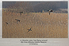 A Shoveler & Teal in flight over the Ouse Estuary Nature Reserve - Denton - Sussex - 17.3.2016