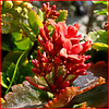 The red flowers