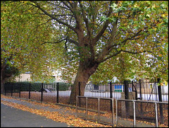 school playground trees