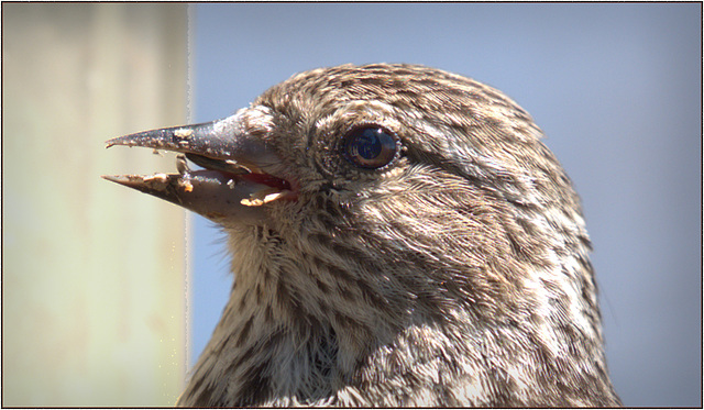 A pine siskin's face, with some of his lunch in his mouth, and my house and me reflected in his eye
