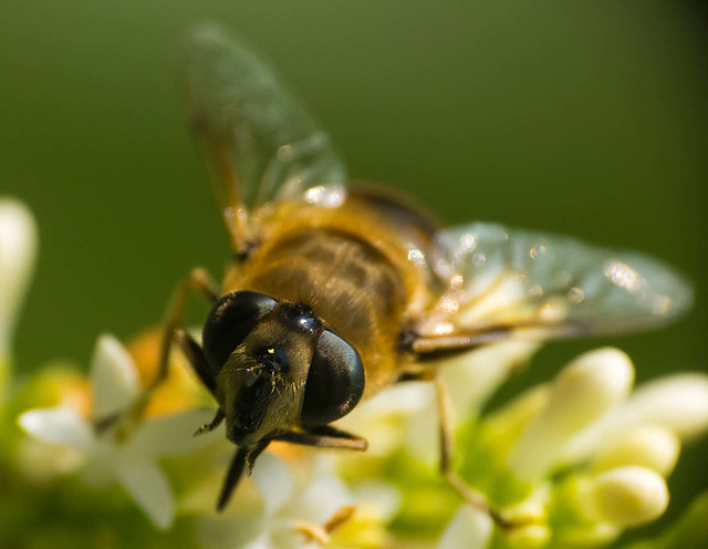 Hoverfly (6)