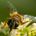 Hoverfly (6)
