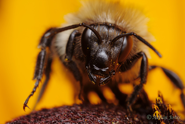 Bumble Bee Portrait