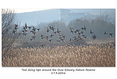 Teal doing laps around Ouse Estuary Nature Reserve Denton - Sussex - 17.3.2016