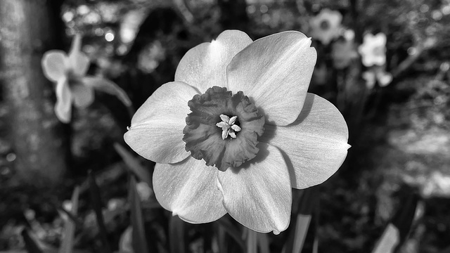 BESANCON: Fleur de narcisse ( Narcissus ).