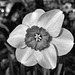 BESANCON: Fleur de narcisse ( Narcissus ).