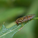 Hoverfly (7)