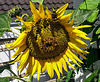 20150731 039Hw [D~RI] Sonnenblume, Hummel, Rinteln