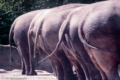 Elefanten, Hagenbecks Tierpark (1984)