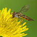 Hoverfly (8)