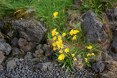 Iceland, Modest Northern Flowers of Yellow