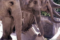 Elefanten, Hagenbecks Tierpark (1984)
