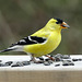 American Goldfinch male, Tadoussac, Quebec