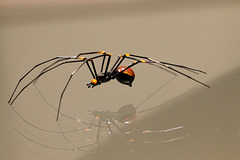 Glass spider (Explored)